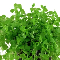 Sale Tropica Akvarieplante i potte Micranthemum umbrosum Akvarieplanter