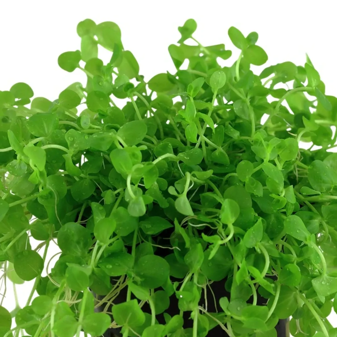 Sale Tropica Akvarieplante i potte Micranthemum umbrosum Akvarieplanter