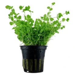 Sale Tropica Akvarieplante i potte Micranthemum umbrosum Akvarieplanter