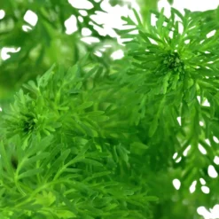New Tropica Akvarieplante i potte Limnophila sessiliflora Akvarieplanter