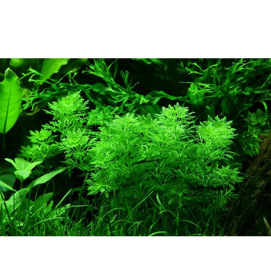 New Tropica Akvarieplante i potte Limnophila sessiliflora Akvarieplanter