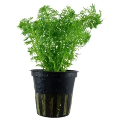 New Tropica Akvarieplante i potte Limnophila sessiliflora Akvarieplanter