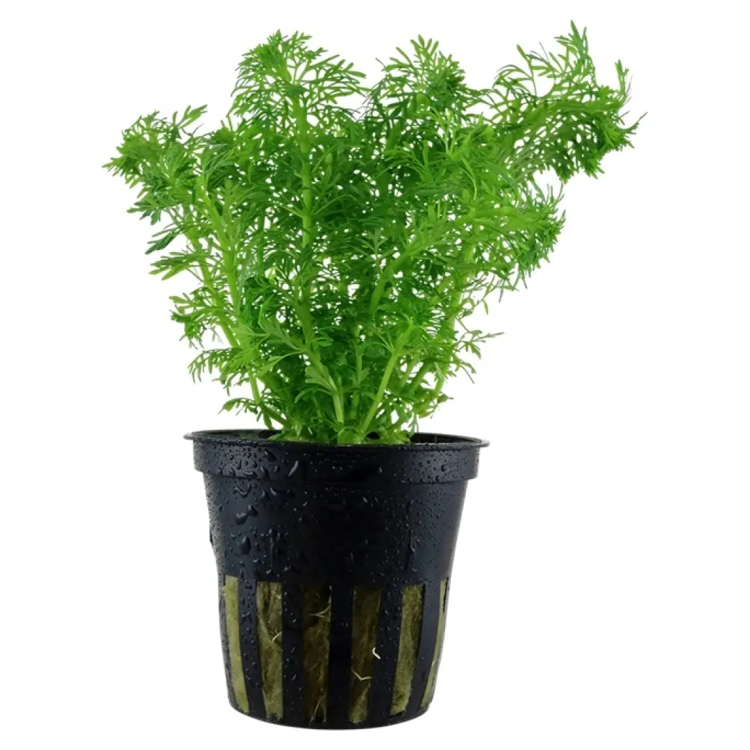 New Tropica Akvarieplante i potte Limnophila sessiliflora Akvarieplanter