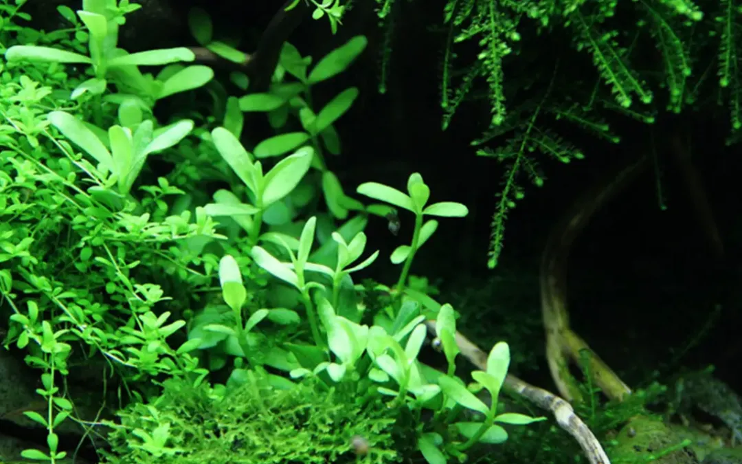 Hot Tropica Akvarieplante i potte Bacopa monnieri Compact Akvarieplanter
