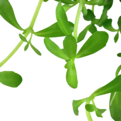 Hot Tropica Akvarieplante i potte Bacopa monnieri Compact Akvarieplanter