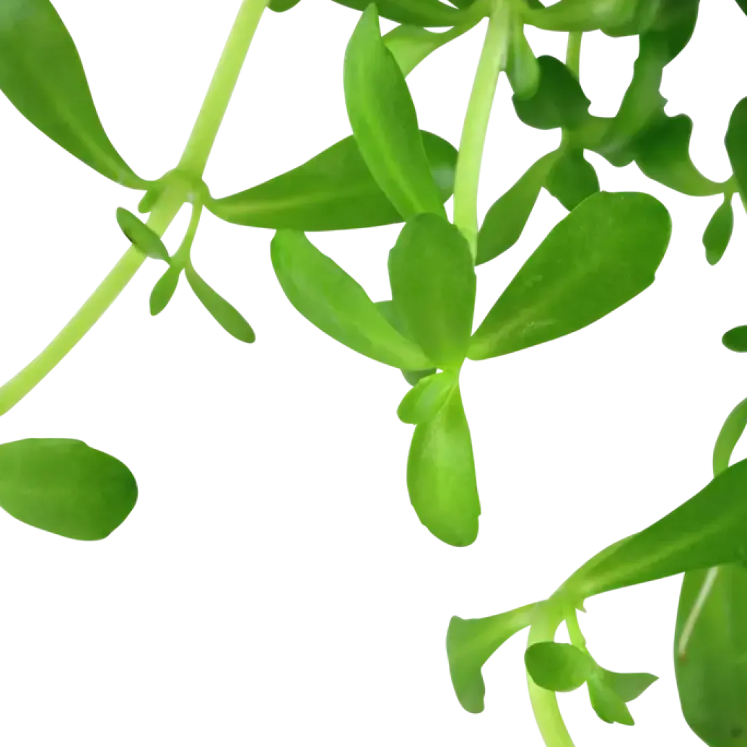 Hot Tropica Akvarieplante i potte Bacopa monnieri Compact Akvarieplanter