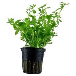 Hot Tropica Akvarieplante i potte Bacopa monnieri Compact Akvarieplanter