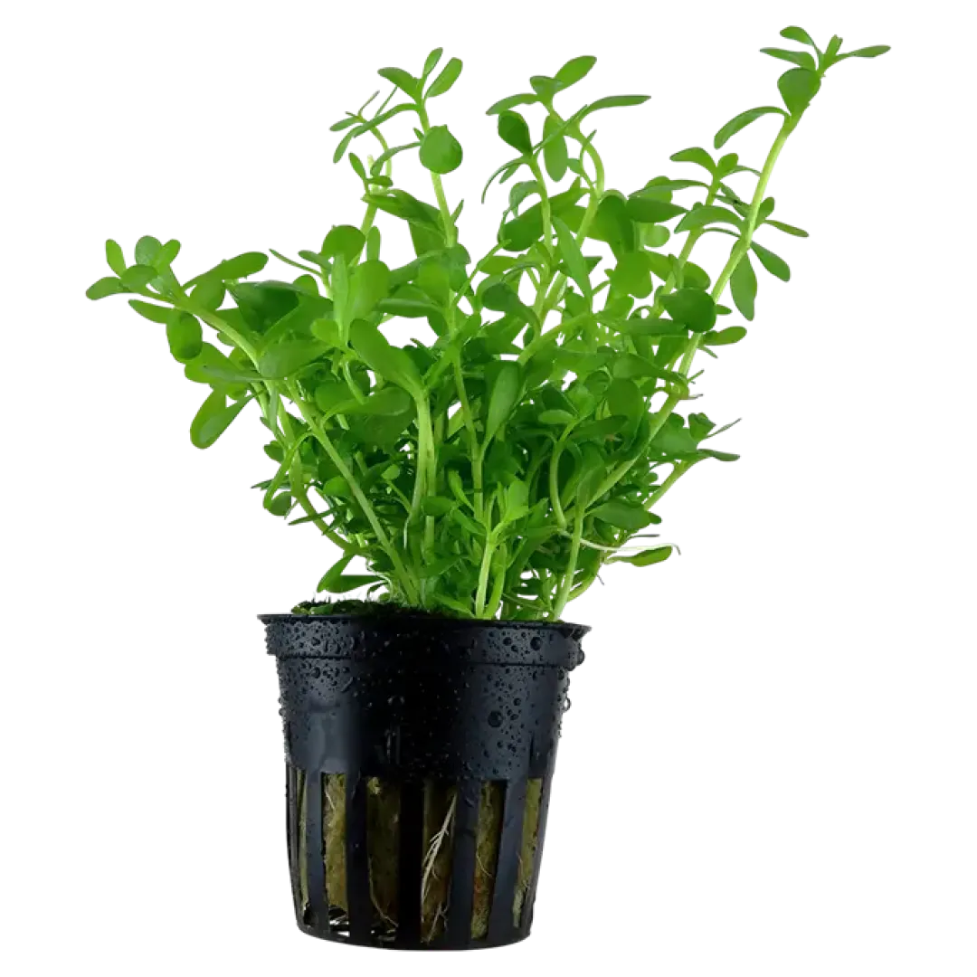 Hot Tropica Akvarieplante i potte Bacopa monnieri Compact Akvarieplanter