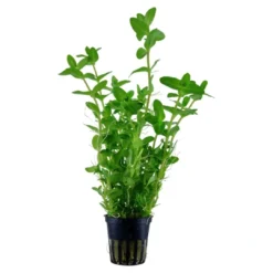 Outlet Tropica Akvarieplante i potte Bacopa caroliniana Akvarieplanter