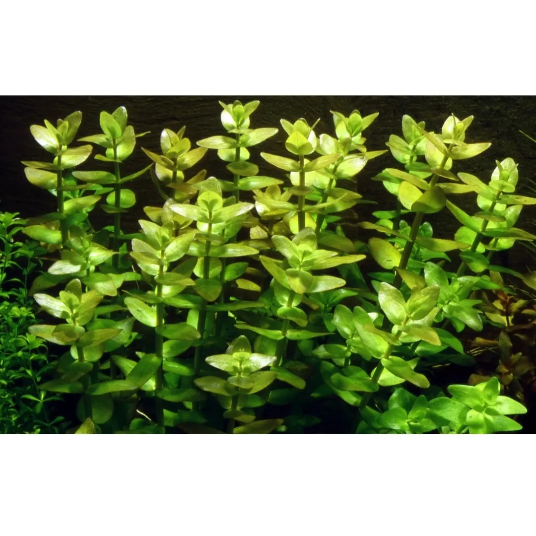 Outlet Tropica Akvarieplante i potte Bacopa caroliniana Akvarieplanter