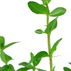 Outlet Tropica Akvarieplante i potte Bacopa caroliniana Akvarieplanter