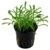 New Tropica Akvarieplante i potte Lilaeopsis brasiliensis Akvarieplanter
