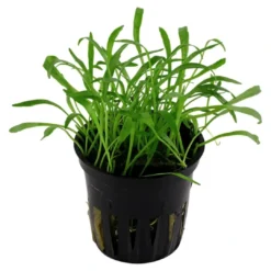 New Tropica Akvarieplante i potte Lilaeopsis brasiliensis Akvarieplanter