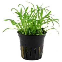 New Tropica Akvarieplante i potte Lilaeopsis brasiliensis Akvarieplanter