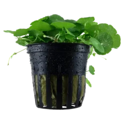 Discount Tropica Akvarieplante i potte Hydrocotyle verticillata Akvarieplanter