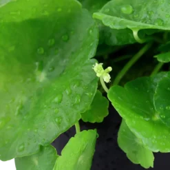 Discount Tropica Akvarieplante i potte Hydrocotyle verticillata Akvarieplanter