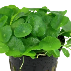 Discount Tropica Akvarieplante i potte Hydrocotyle verticillata Akvarieplanter