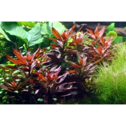 Hot Tropica Akvarieplante i potte Ludwigia glandulosa Akvarieplanter