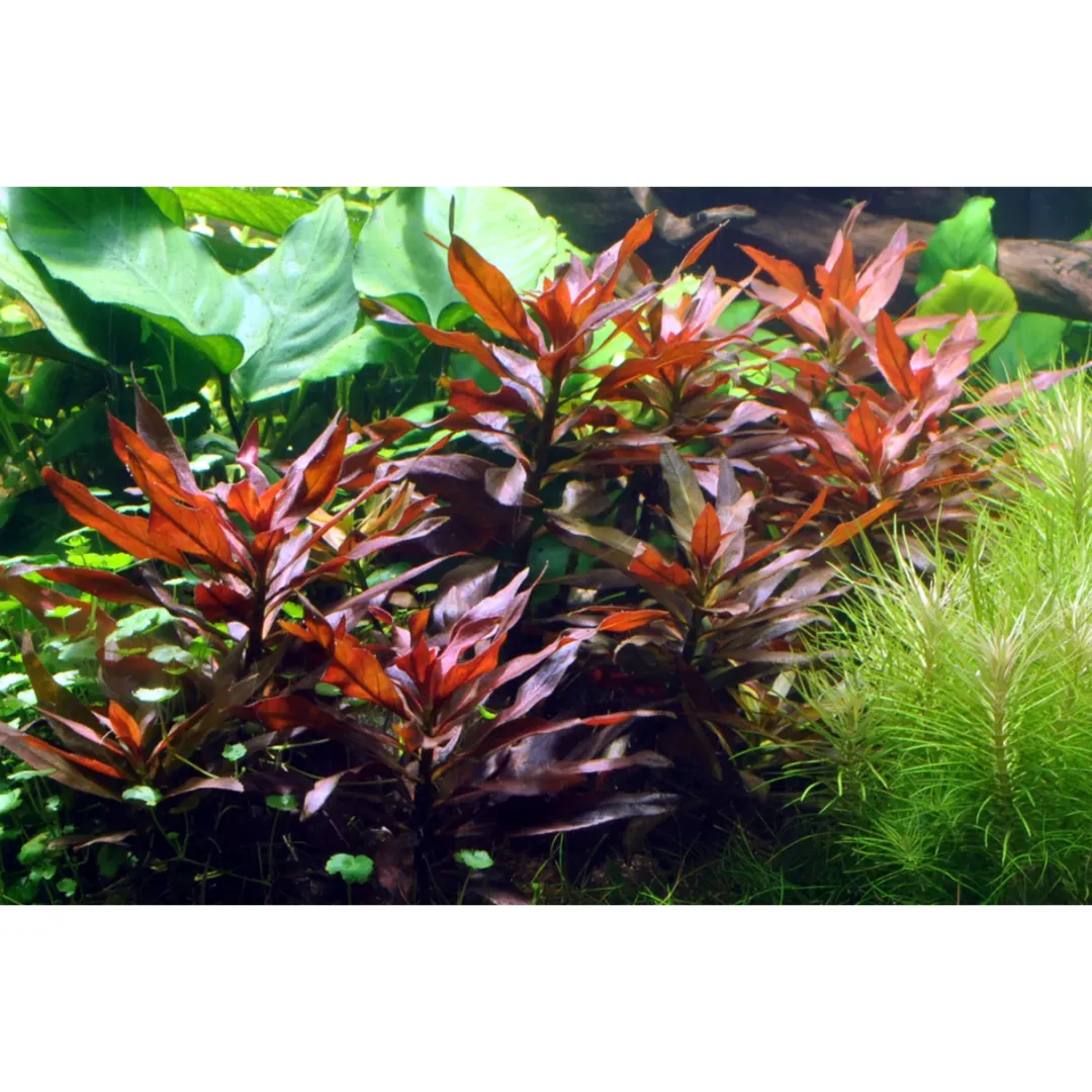 Hot Tropica Akvarieplante i potte Ludwigia glandulosa Akvarieplanter