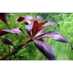 Hot Tropica Akvarieplante i potte Ludwigia glandulosa Akvarieplanter