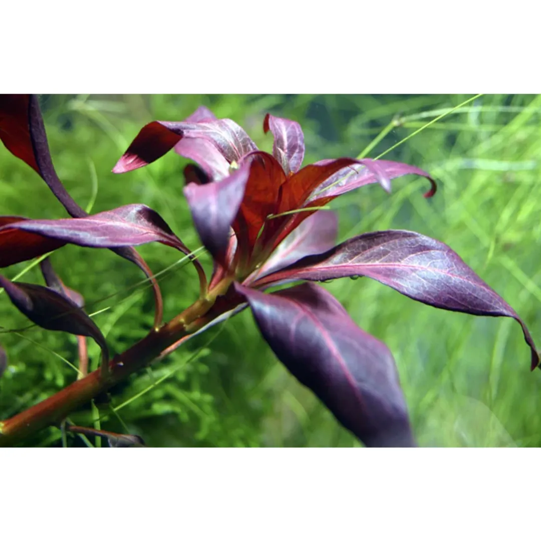 Hot Tropica Akvarieplante i potte Ludwigia glandulosa Akvarieplanter