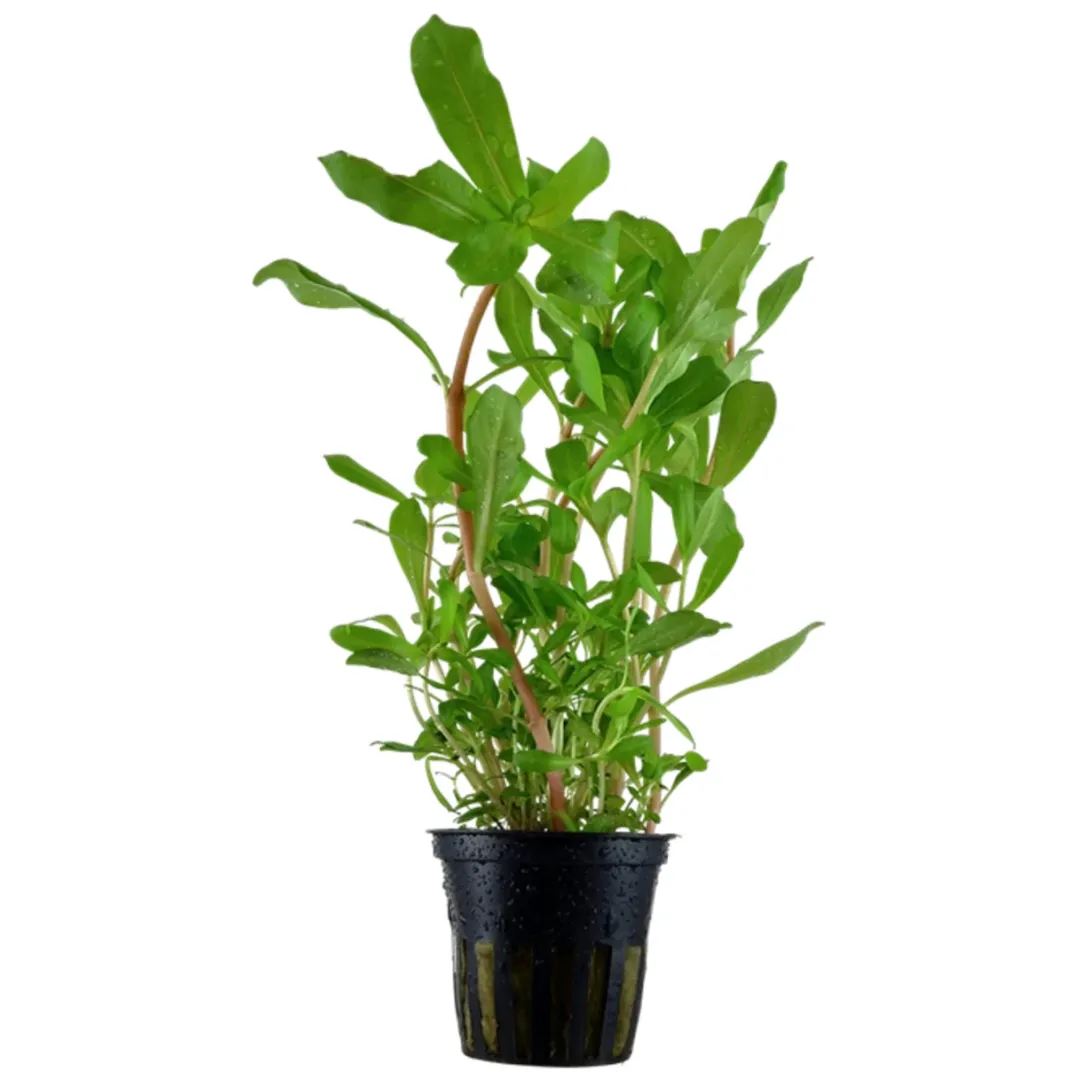 Tropica Akvarieplante i potte Ammannia crassicaulis Akvarieplanter