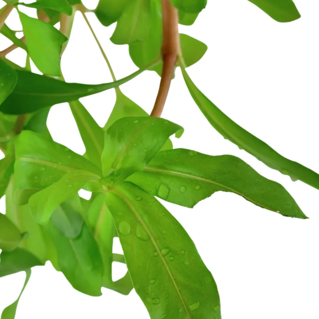 Tropica Akvarieplante i potte Ammannia crassicaulis Akvarieplanter