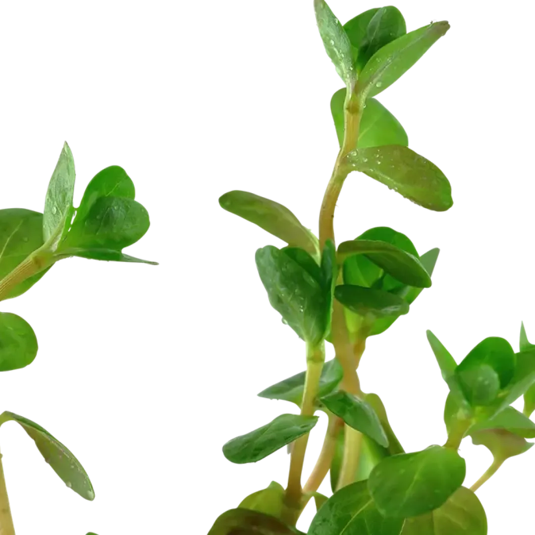 New Tropica Akvarieplante i potte Rotala rotundifolia Akvarieplanter