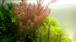 New Tropica Akvarieplante i potte Rotala rotundifolia Akvarieplanter