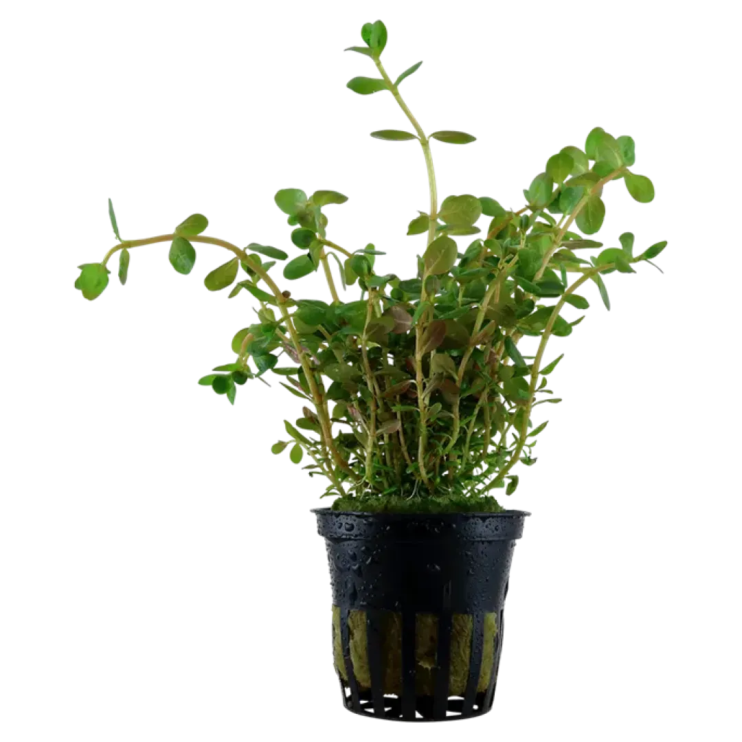 New Tropica Akvarieplante i potte Rotala rotundifolia Akvarieplanter