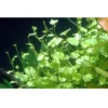 Tropica Akvarieplante i potte Cardamine lyrata Akvarieplanter
