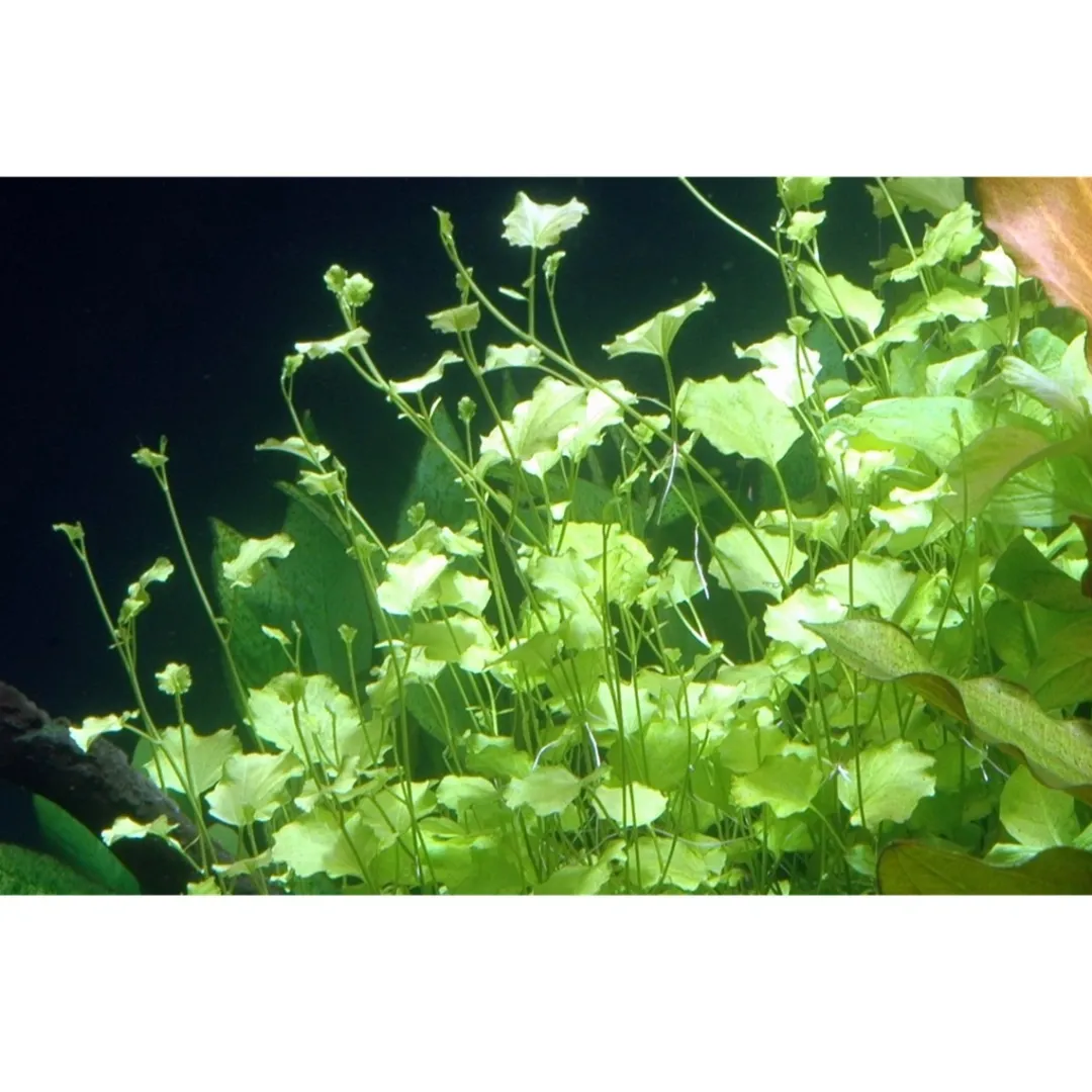 Tropica Akvarieplante i potte Cardamine lyrata Akvarieplanter