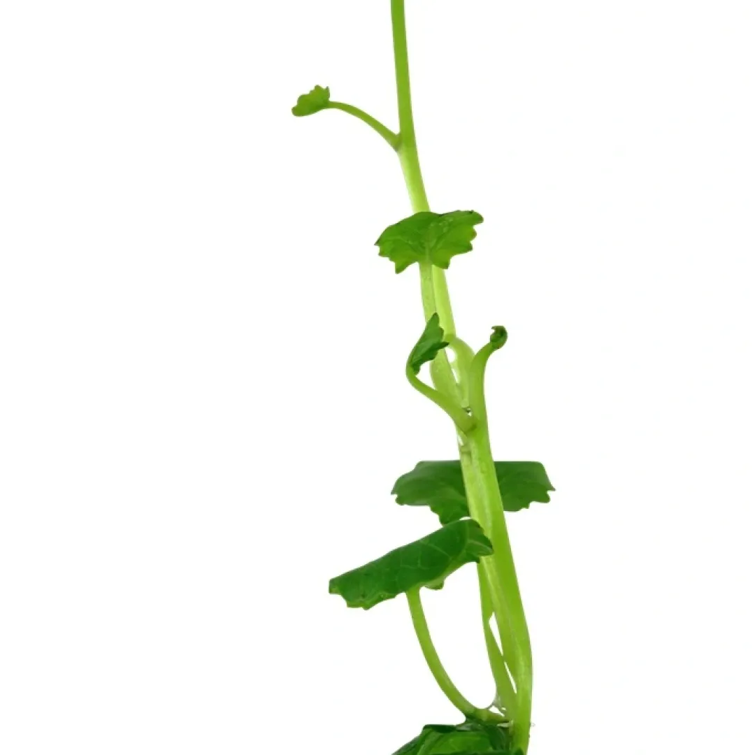Tropica Akvarieplante i potte Cardamine lyrata Akvarieplanter