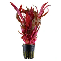 Sale Tropica Akvarieplante i potte Alternanthera reineckii Pink Akvarieplanter
