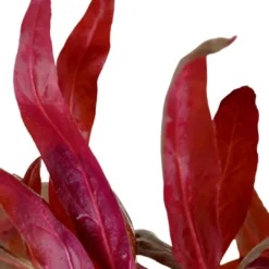 Sale Tropica Akvarieplante i potte Alternanthera reineckii Pink Akvarieplanter