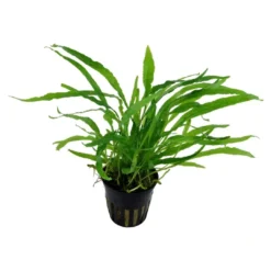 Outlet Tropica Akvarieplante i potte Microsorum pteropus Narrow Akvarieplanter