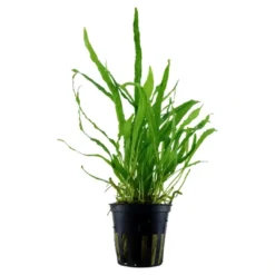 Outlet Tropica Akvarieplante i potte Microsorum pteropus Narrow Akvarieplanter