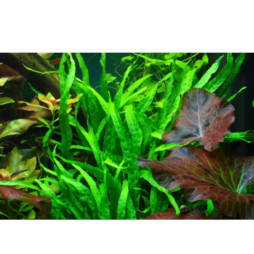 Outlet Tropica Akvarieplante i potte Microsorum pteropus Narrow Akvarieplanter