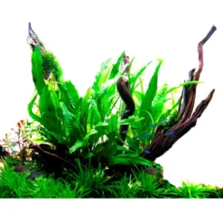 Discount Tropica Akvarieplante i potte Microsorum pteropus Akvarieplanter