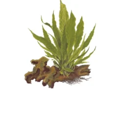 Discount Tropica Akvarieplante i potte Microsorum pteropus Akvarieplanter