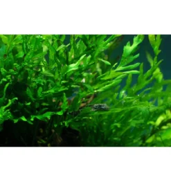 New Tropica Akvarieplante i potte Bolbitis heudelotii Akvarieplanter