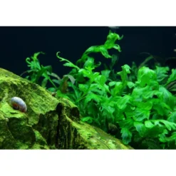 New Tropica Akvarieplante i potte Bolbitis heudelotii Akvarieplanter