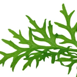 Hot Tropica Akvarieplante i potte Ceratopteris thalictroides Akvarieplanter