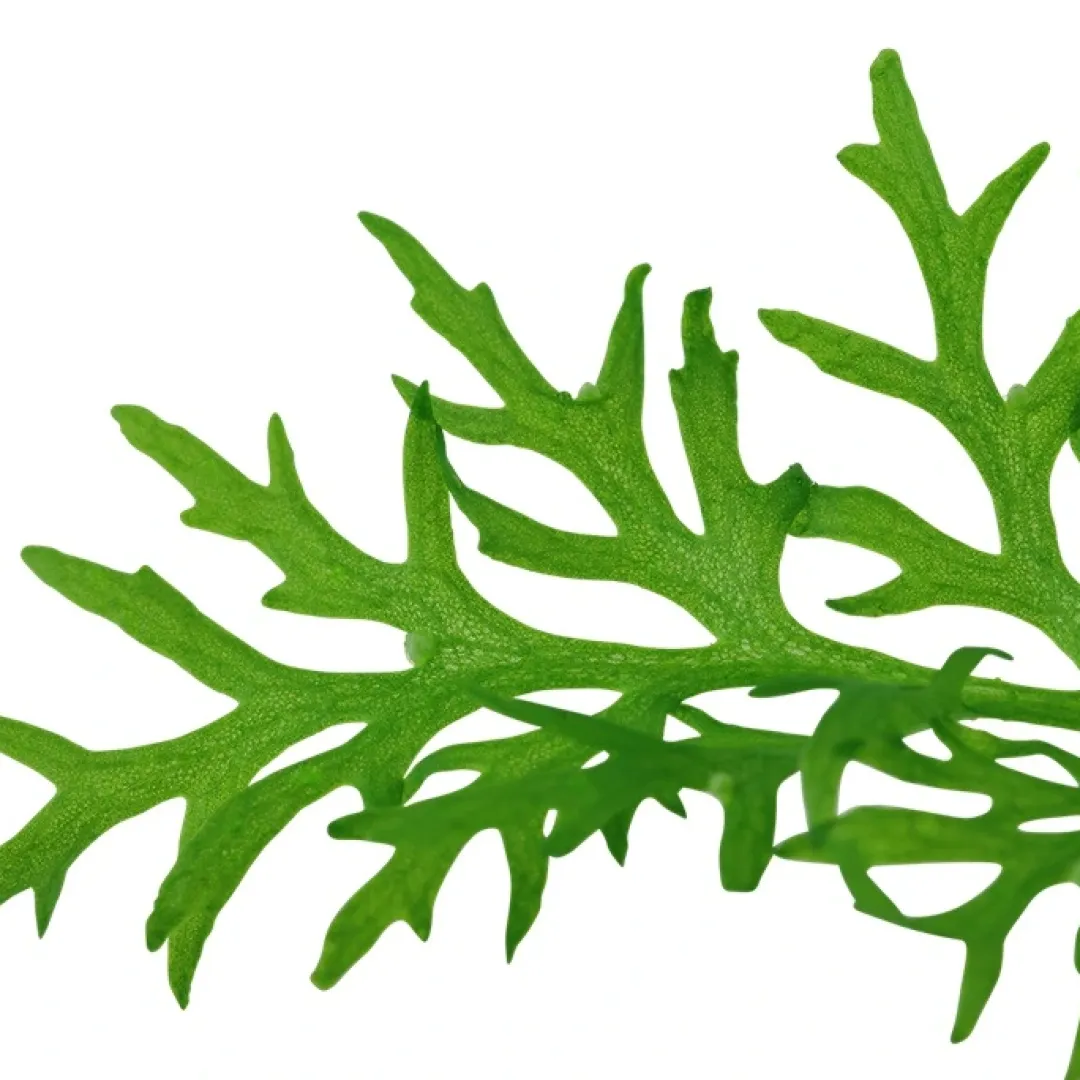 Hot Tropica Akvarieplante i potte Ceratopteris thalictroides Akvarieplanter