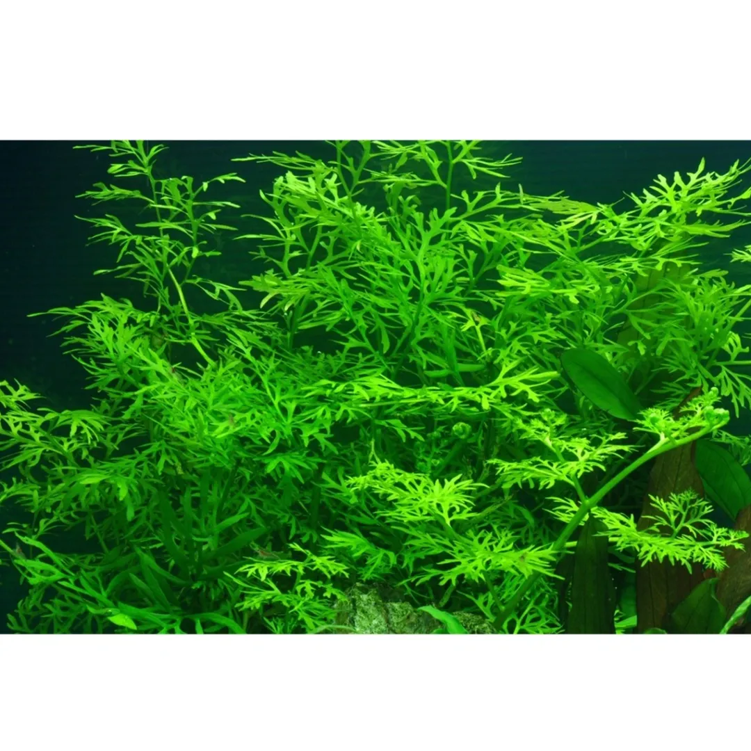 Hot Tropica Akvarieplante i potte Ceratopteris thalictroides Akvarieplanter