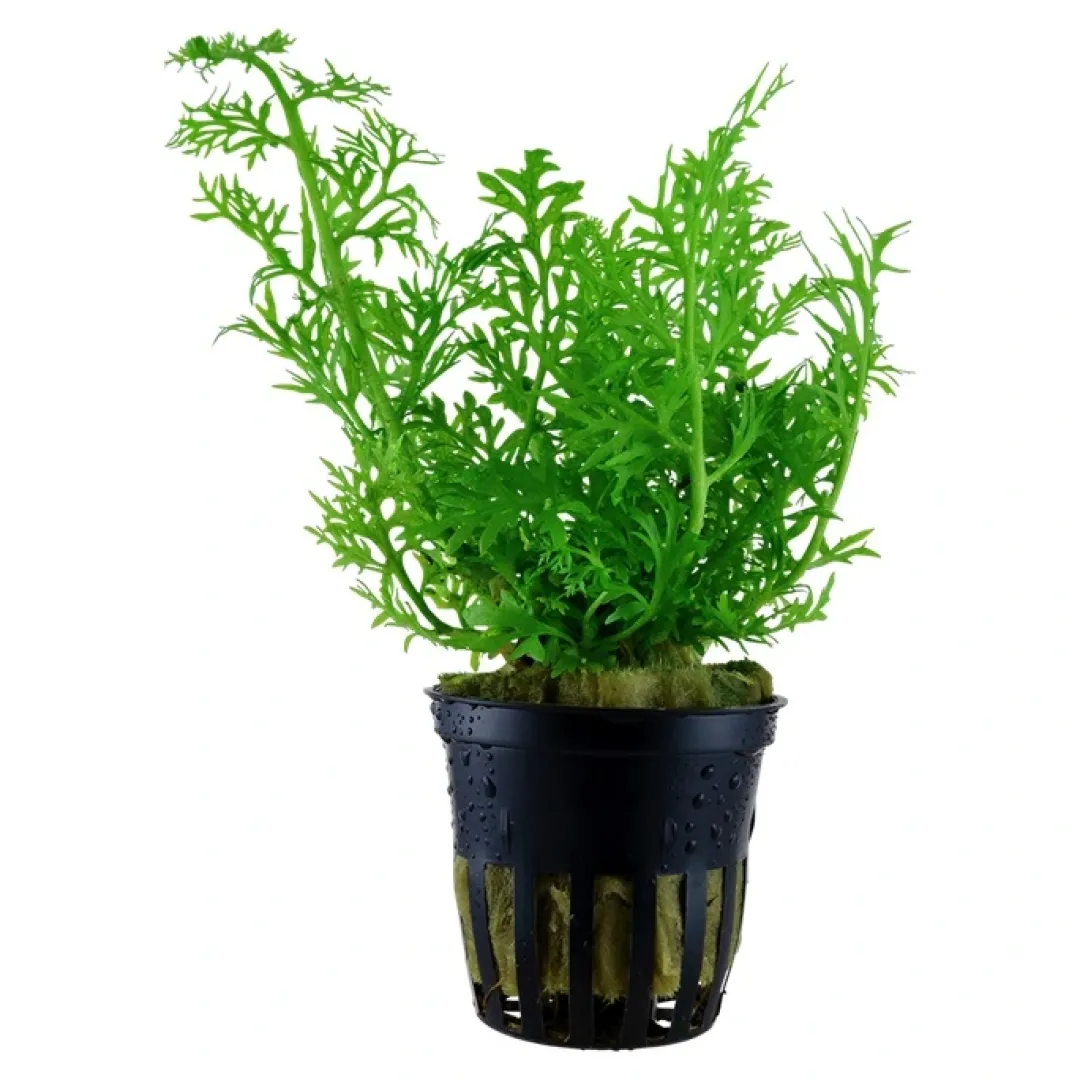 Hot Tropica Akvarieplante i potte Ceratopteris thalictroides Akvarieplanter