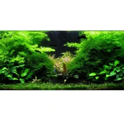 Hot Tropica Akvarieplante i potte Ceratopteris thalictroides Akvarieplanter