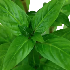 Discount Tropica Akvarieplante i potte Staurogyne repens Akvarieplanter