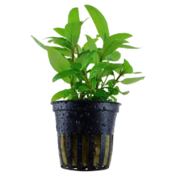 Discount Tropica Akvarieplante i potte Staurogyne repens Akvarieplanter