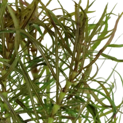 New Tropica Akvarieplante i potte Pogostemon stellatus Akvarieplanter